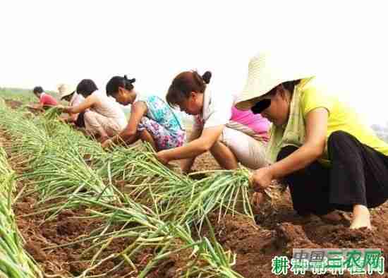 大葱有几种定植方式？